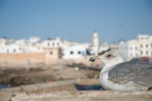 Gull in Essaouira (Morroco) Gull in Essaouira (Morroco)