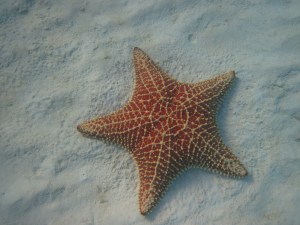 Star Fish - Turks and Caicos - Canon D10