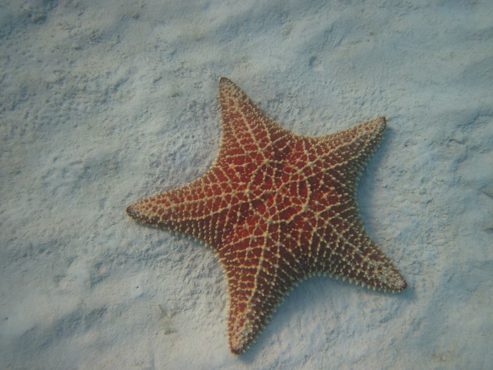 Star Fish - Turks and Caicos - Canon D10