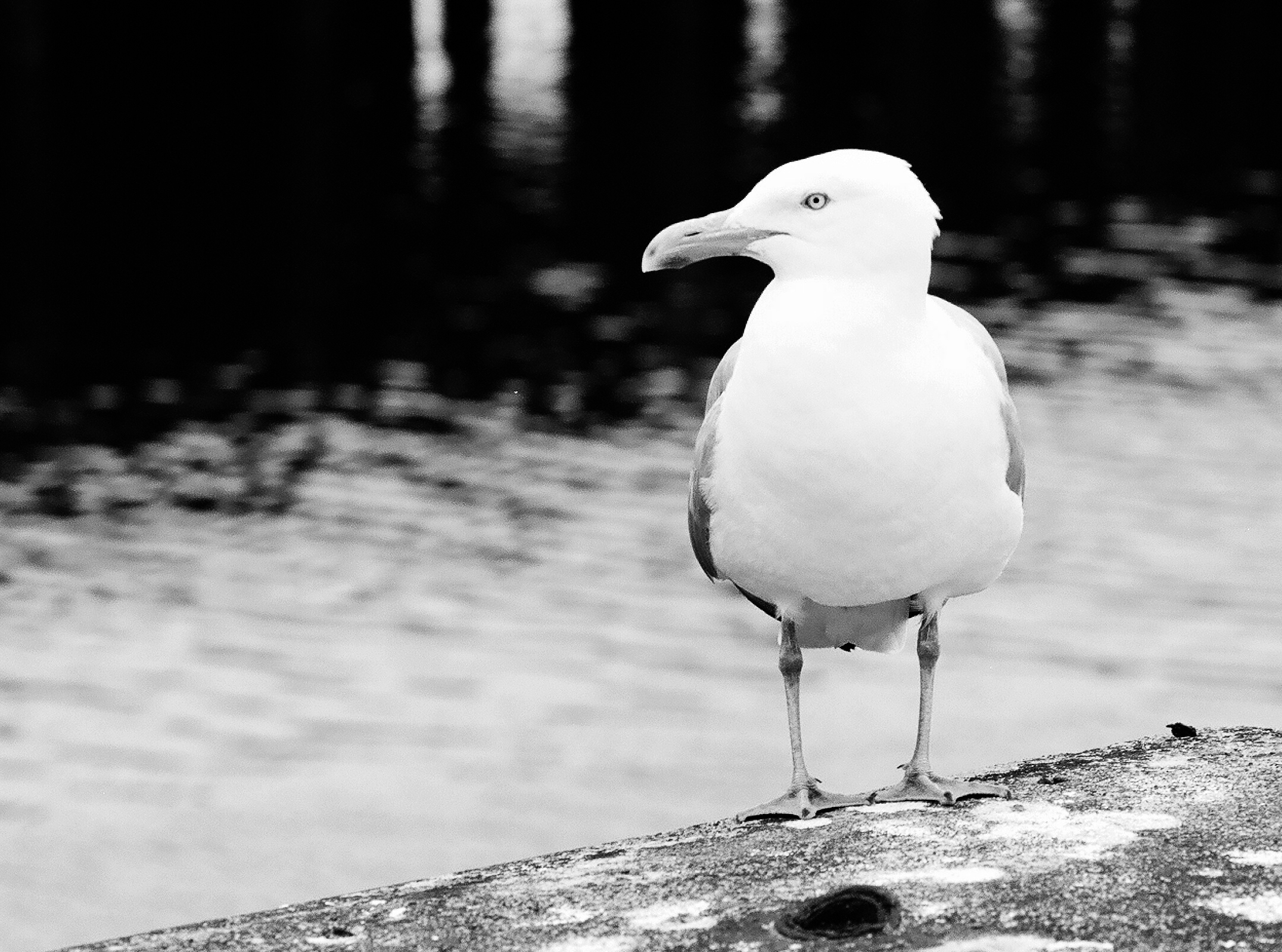 Gull - Boston Harbor - Olympus OM-2s