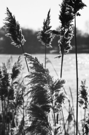 Triel-gramines-82120022 Triel s/Seine - Dec 25th, 2010