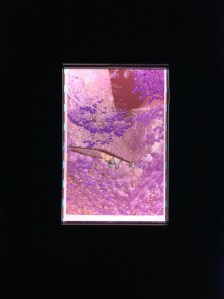 Screen capture of the ION app scanning a negative