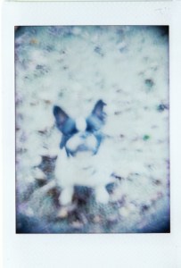 Jules (French Bouledogue). Holga camera with defective shutter.