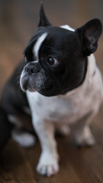Jules-French Bouledogue-Fujifilm X-T1 - Canon FL 55mm f1/2