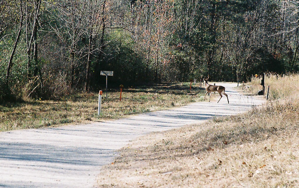 Deer - Atlanta - Canon AV-1 - 35-105 Zoom.