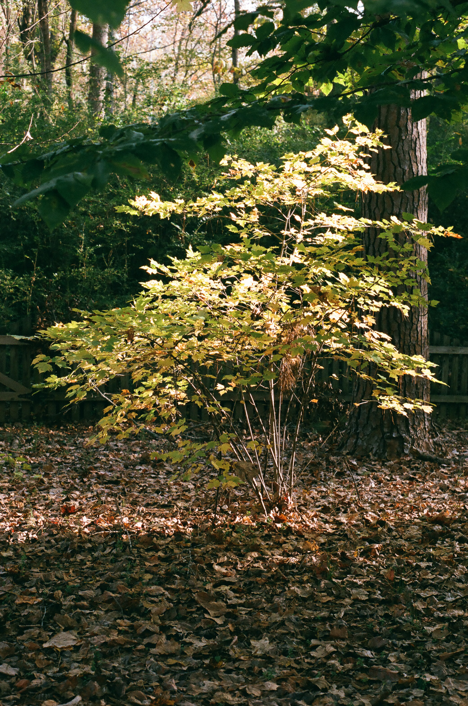 2017-11-spotmatic--10