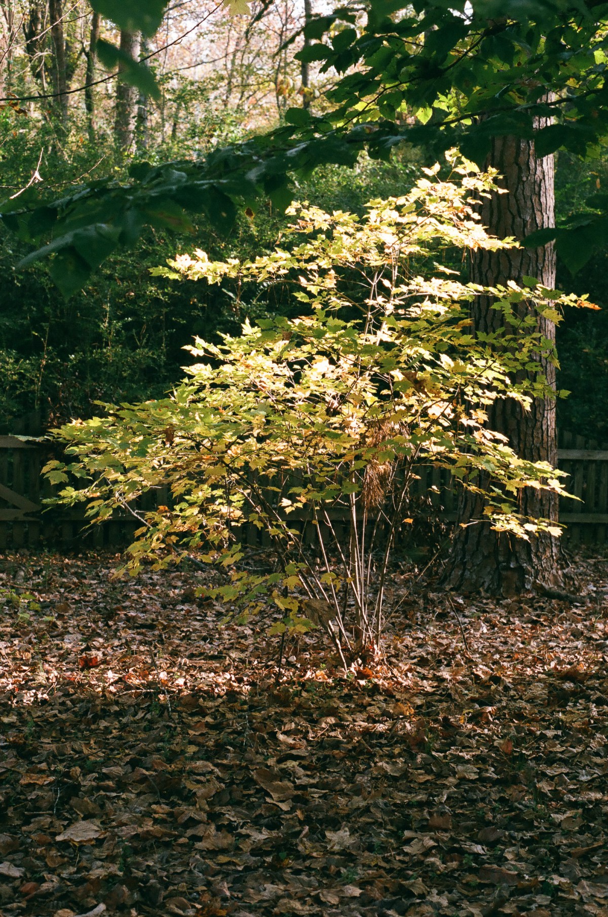 2017-11-spotmatic--10